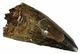 Juvenile Tyrannosaur Premax Tooth - Judith River Formation #313304-1